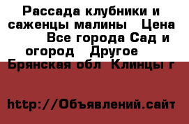 Рассада клубники и саженцы малины › Цена ­ 10 - Все города Сад и огород » Другое   . Брянская обл.,Клинцы г.